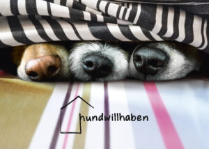 hundwillhaben Schweizer Hunde Online Shop