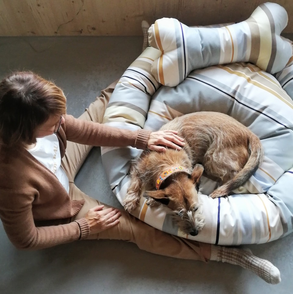 Benji Healing Touch for Animals by Erica Kessler in Weggs Lucerne Switzerland